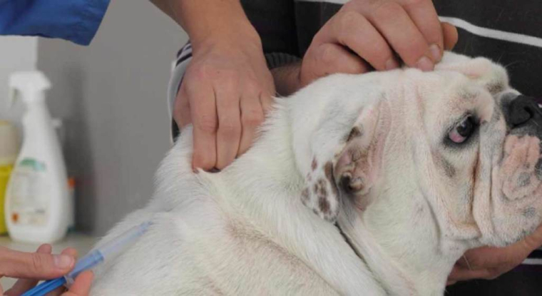 Virbac reste une entreprise solide et pleine de ressources. Mais sur le plan boursier, l’heure n’est pas au retour en grâce. (© Virbac)