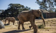 Les éléphants Lammie et Ramadiba marchent dans leur enclos du zoo de Johannesburg, le 24 juillet 2026. ( AFP / Phill MAGAKOE )