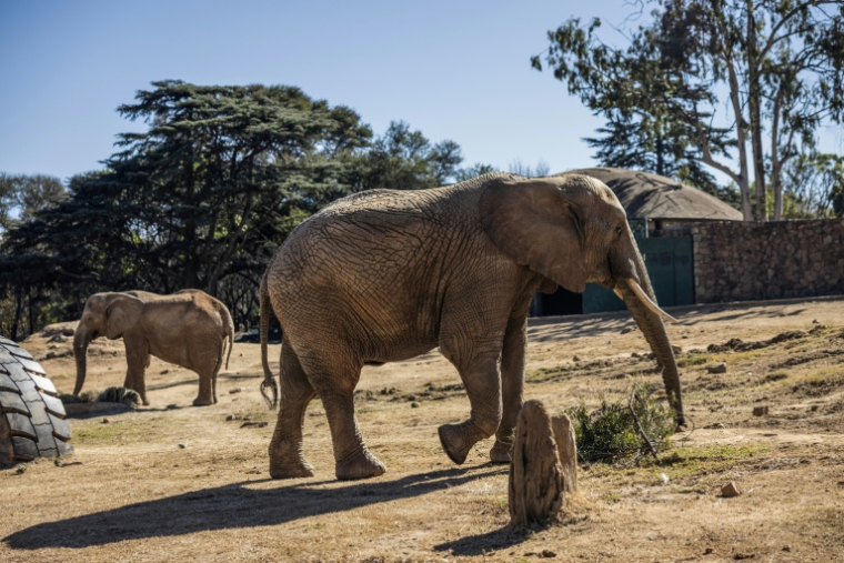 Les éléphants Lammie et Ramadiba marchent dans leur enclos du zoo de Johannesburg, le 24 juillet 2026. ( AFP / Phill MAGAKOE )