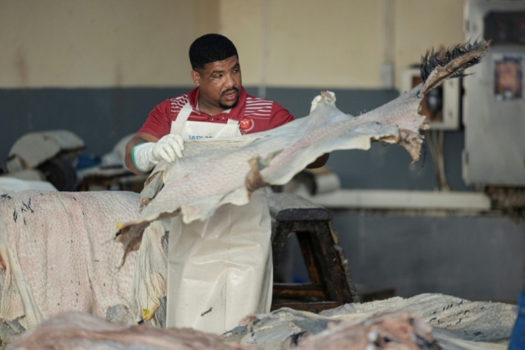 Un ouvrier traite des peaux d'autruche à la tannerie de Cape Karoo International à Oudtshoorn, le 29 juillet 2025 ( AFP / GIANLUIGI GUERCIA )