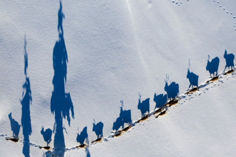 Vue aérienne de rennes se déplaçant vers leur emplacement hivernal, le 3 février 2020, près d'Ornskoldsvik dans le nord de la Suède ( AFP / Jonathan NACKSTRAND )