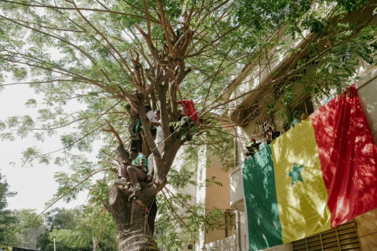 Des supporters de l'équipe sénégalaise de football sont postés le 20 janvier 2026 à Dakar dans des arbres pour regarder la grande parade des Lions de la Teranga, après leur victoire en finale de la CAN-2025 ( AFP / Carmen Abd Ali )