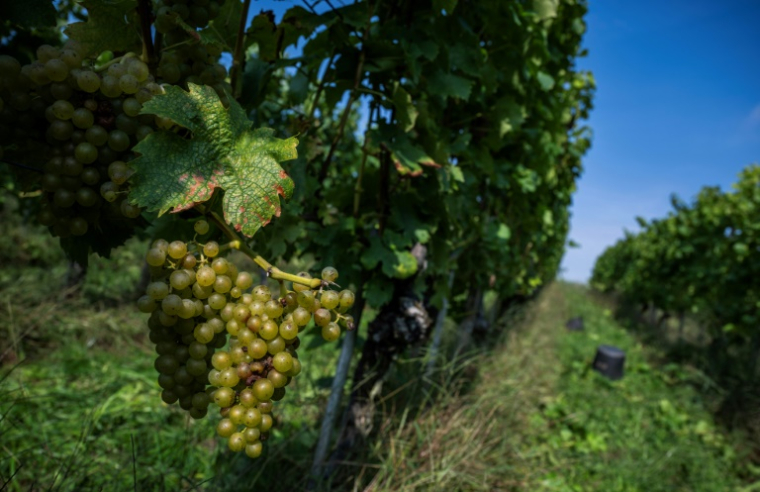 Des rangs de vigne du domaine Lindicke à Werder, dans le nord de l'Allemagne, le 9 septembre 2025 ( AFP / John MACDOUGALL )