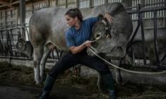 L'ostéopathe Philippine Jean manipule une vache dans une ferme à Bazac, dans le Sud-Ouest de la France, le 4 août 2025  ( AFP / Philippe LOPEZ )