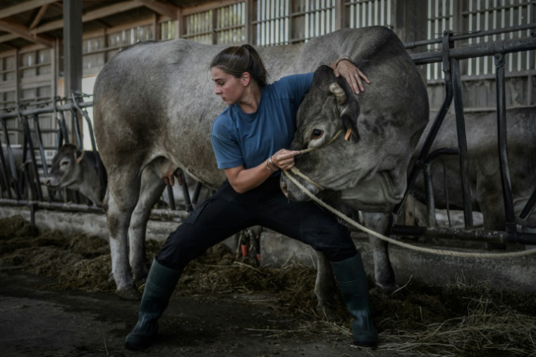 L'ostéopathe Philippine Jean manipule une vache dans une ferme à Bazac, dans le Sud-Ouest de la France, le 4 août 2025  ( AFP / Philippe LOPEZ )