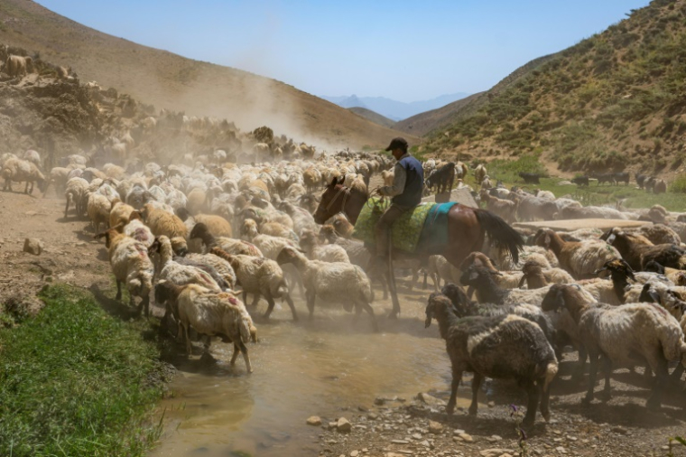 Un berger kurde à cheval conduit son troupeau de moutons dans les montagnes de la province de Hakkari, dans le sud-est de la Turquie, le 12 juillet 2025 ( AFP / Yasin AKGUL )