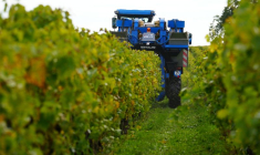 Un vendangeur conduit un tracteur alors qu'il travaille dans un vignoble à Segonzac