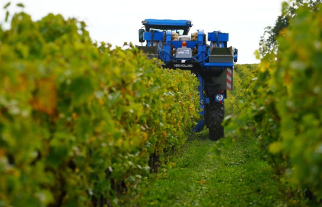 Un vendangeur conduit un tracteur alors qu'il travaille dans un vignoble à Segonzac