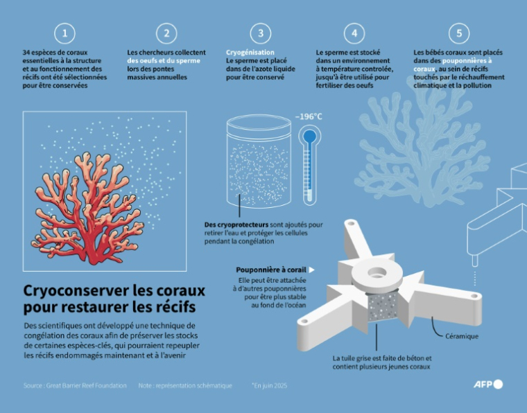 Infographie montrant le processus de cryoconservation des coraux ( AFP / Nicholas SHEARMAN )