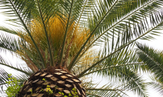 Le caractère « remarquable » d'une partie du jardin est en partie lié à un palmier… qui n'existe plus. (illustration) (ftanuki / Pixabay)