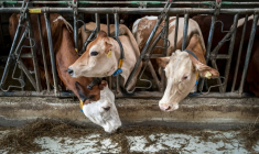 Des vaches qui étaient destinées à paître dans un alpage du Jura français se nourrissent à l’intérieur de leur étable à La Rippe, dans l’ouest de la Suisse, le 23 juin 2026 ( AFP / Fabrice COFFRINI )