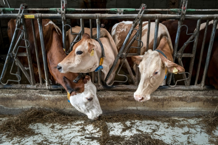 Des vaches qui étaient destinées à paître dans un alpage du Jura français se nourrissent à l’intérieur de leur étable à La Rippe, dans l’ouest de la Suisse, le 23 juin 2026 ( AFP / Fabrice COFFRINI )