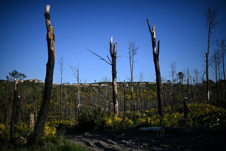 Des bungalows en bois récemment construits sur un camping dévasté par les incendies de forêt de l'été 2022 à l'arrière de la dune du Pilat, le 10 avril 2025 à La Teste-de-Buch, en Gironde ( AFP / Christophe ARCHAMBAULT )
