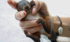 FRANCE: UN REFUGE SAUVE DES ANIMAUX ASSOIFFÉS PAR LA VAGUE DE CHALEUR