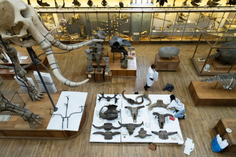Déménagement de spécimens avant des travaux au sein de la Galerie de Paléontologie et d'Anatomie comparée du Muséum national d'Histoire naturelle, le 3 février 2026 à Paris  ( AFP / ALAIN JOCARD )