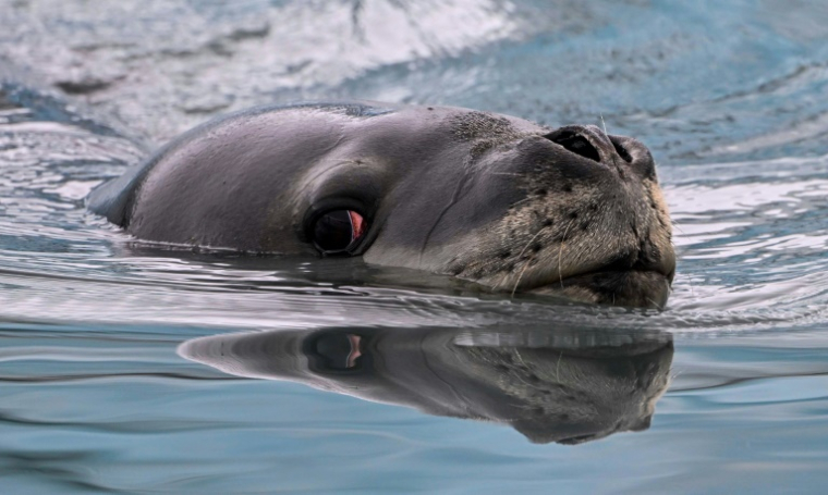 Un phoque léopard (Hydrurga leptonyx) photographié sur l'île Livingston, dans les îles Shetland du Sud, en Antarctique, le 27 janvier 2024 ( AFP / JUAN BARRETO )