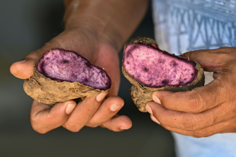 Un agriculteur montre une igname violette crue dans une exploitation agricole à Padre Garcia, dans la province de Batangas, le 25 septembre 2026 aux Philippines ( AFP / Jam STA ROSA )