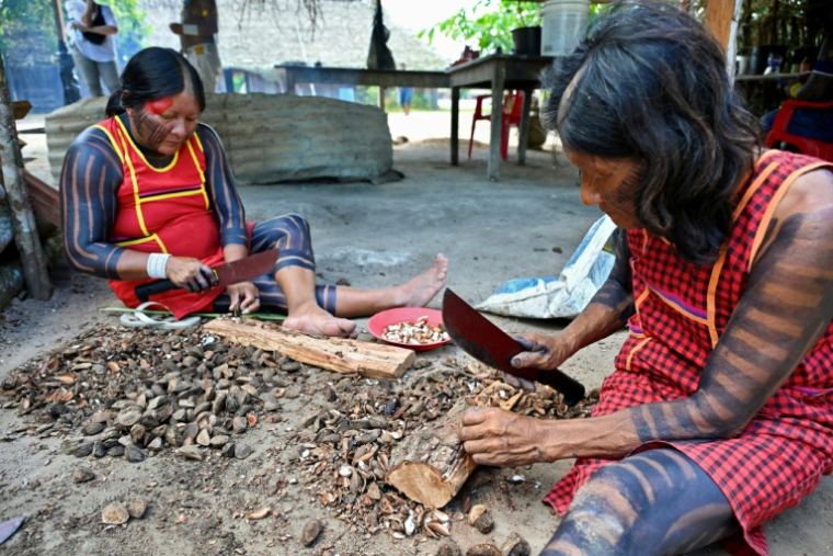 Des femmes autochtones du groupe ethnique Kayapo décortiquent des châtaignes au village de Pykany, dans le territoire indigène de Menkragnoti, au sud-ouest de l'État du Pará, au Brésil, le 21 mai 2026 ( AFP / Evaristo Sa )