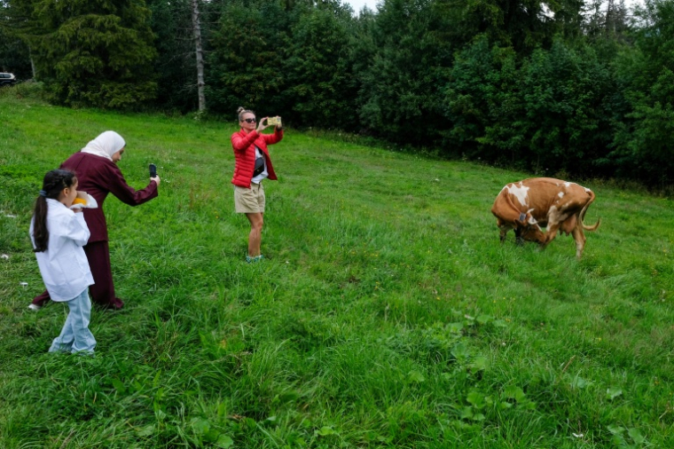 Des touristes photographient les vaches dans les Tatras, en Pologne, le 4 août 2025 ( AFP / BARTOSZ SIEDLIK )