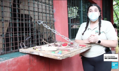 Sierra Leone : la déforestation menace les chimpanzés