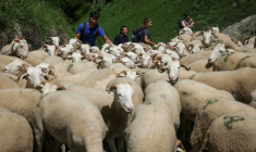Troupeau de moutons grimpant vers des pâturages d'altitude dans les Hautes-Pyrénées, à Gèdre, pendant la transhumance, le 18 juin 2025 ( AFP / Valentine CHAPUIS )