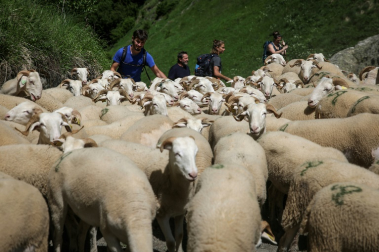 Troupeau de moutons grimpant vers des pâturages d'altitude dans les Hautes-Pyrénées, à Gèdre, pendant la transhumance, le 18 juin 2025 ( AFP / Valentine CHAPUIS )