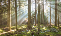 Bois et forêts : le marché poursuit son essor