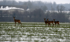 Des cerfs dans un champ enneigé près de Courtalain, le 7 janvier 2026 ( AFP / JEAN-FRANCOIS MONIER )