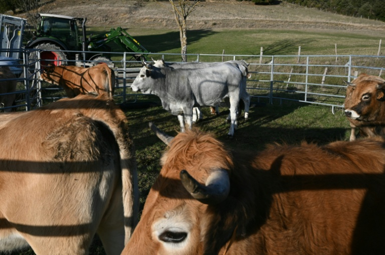 Des vaches vaccinées contre la dermatite nodulaire contagieuse (DNC) à Pomy, le 17 décembre 2025 dans l'Aude ( AFP / Matthieu RONDEL )