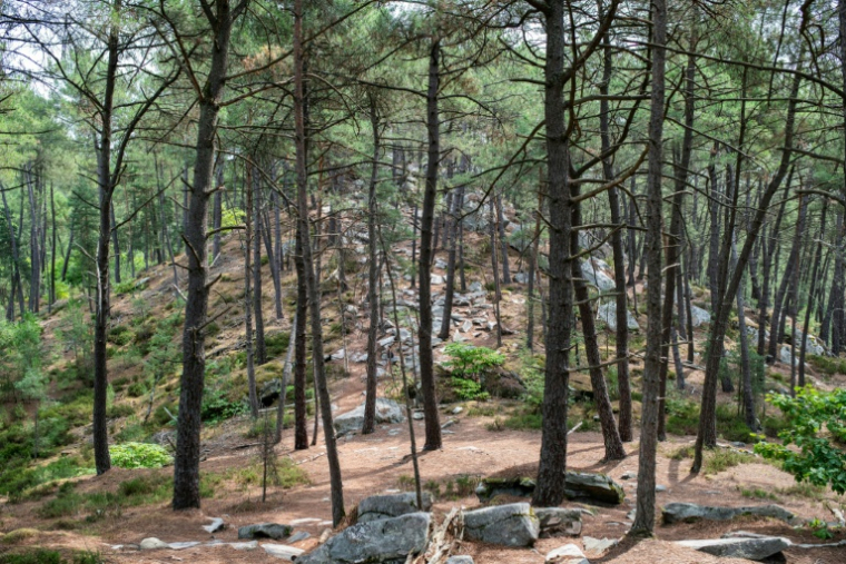 La forêt de Fontainebleau, près de Noisy-sur-École, le 6 août 2025 en Seine-et-Marne ( AFP / Martin LELIEVRE )