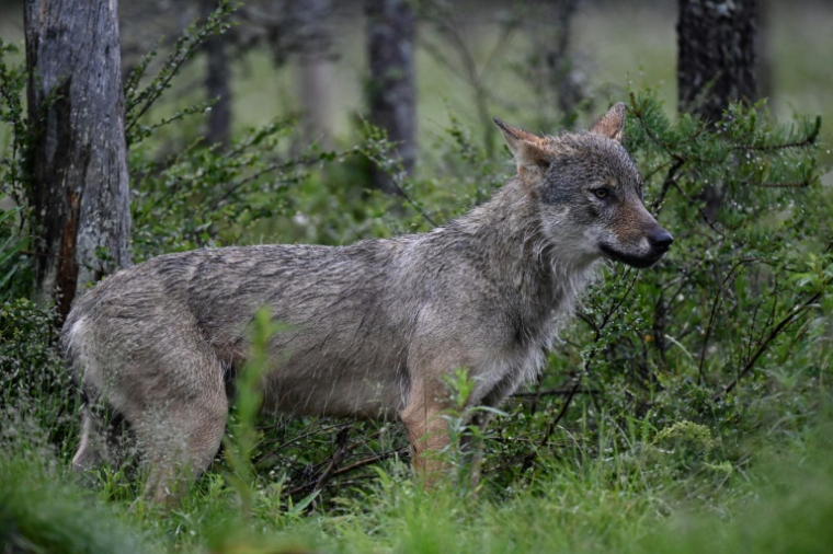 Le nombre de loups est resté relativement stable en France en 2025, avec une population estimée à 1.082, soit 69 de plus en un an ( AFP / Olivier MORIN )