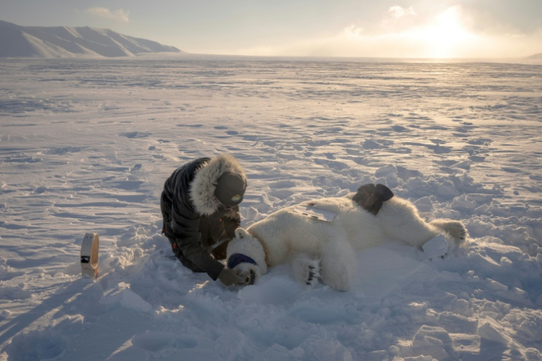 Jon Aars, de l'Institut polaire norvégien, change le collier GPS d'une ourse polaire, dans l'archipel du Svalbard, le 15 avril 2025 ( AFP / Olivier MORIN )
