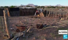 Namibie : la vente de 170 éléphants aux enchères fait polémique