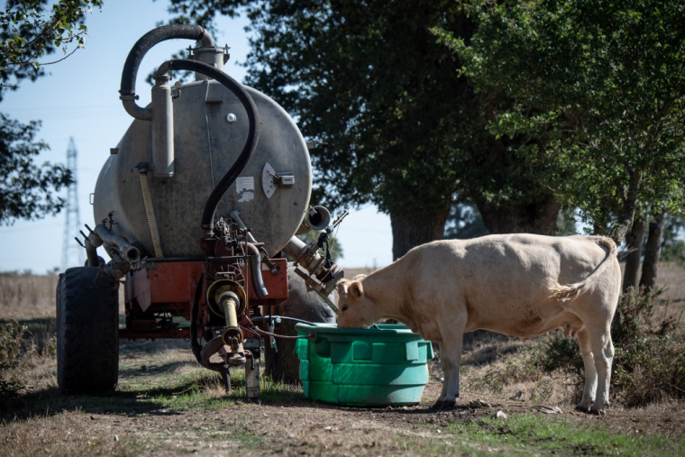 Une vache abreuvée le 27 octobre 2022 dans la Loire. ( AFP / LOIC VENANCE )