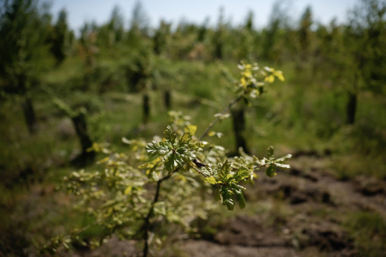 Un projet de reforestation dans le Val d'Oise, en avril 2025. ( AFP / IAN LANGSDON )