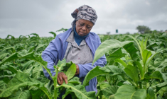 Mme Sola dans les champs de tabac lors d'une journée de formation organisée dans une exploitation agricole près de Bulawayo, au Zimbabwe, le 12 mars 2026.  ( AFP / Zinyange Auntony )