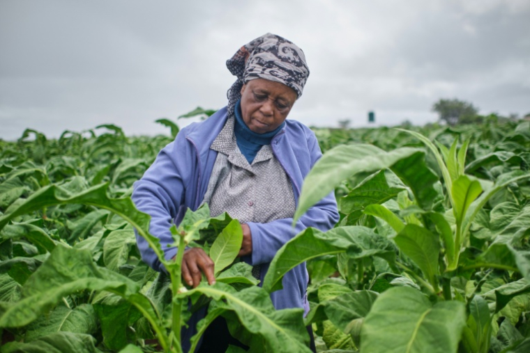 Mme Sola dans les champs de tabac lors d'une journée de formation organisée dans une exploitation agricole près de Bulawayo, au Zimbabwe, le 12 mars 2026.  ( AFP / Zinyange Auntony )
