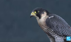 Écosse : haro sur les voleurs de faucons, oiseaux au cœur d’un trafic lucratif