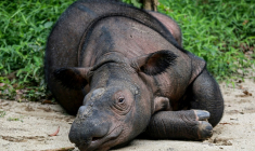 Indra, rhinocéros de Sumatra, dont les rhinocéros de Bornéo sont une sous-espèce, au parc national Way Kambas, en Indonésie, le 16 février 2025 ( AFP / PERDIANSYAH )