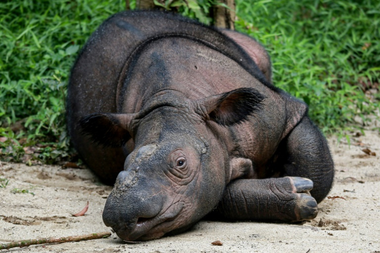Indra, rhinocéros de Sumatra, dont les rhinocéros de Bornéo sont une sous-espèce, au parc national Way Kambas, en Indonésie, le 16 février 2025 ( AFP / PERDIANSYAH )