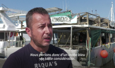 "Redoutable prédateur": des pieuvres relâchées en mer Adriatique pour combattre le crabe bleu