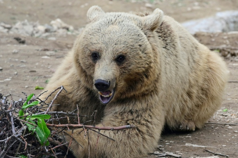 Un ours secouru de la captivité renoue avec une vie mi-sauvage dans un centre de réhabilitation de la Fondation pour la préservation de la faune et du patrimoine culturel (FPWC) près du village d'Urtsadzor, en Arménie, le 21 avril 2026 ( AFP / KAREN MINASYAN )