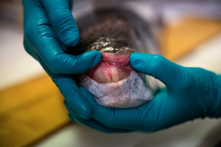 Une biologiste marine ouvre la bouche d'un poisson-ballon (Lagocephalus sceleratus) au Centre hellénique de recherche marine (HCMR), à Héraklion, en Crète, le 4 juin 2026  ( AFP / Angelos TZORTZINIS )