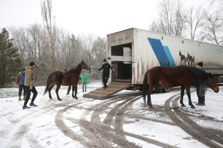 Des chevaux d'un haras en train d'être évacués, près de la localité de Novomykolaivka, dans la région ukrainienne de Zaporijjia, le 17 décembre 2025 ( AFP / Darya NAZAROVA )
