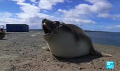 L'archipel des Kerguelen, réserve marine aux espèces inconnues