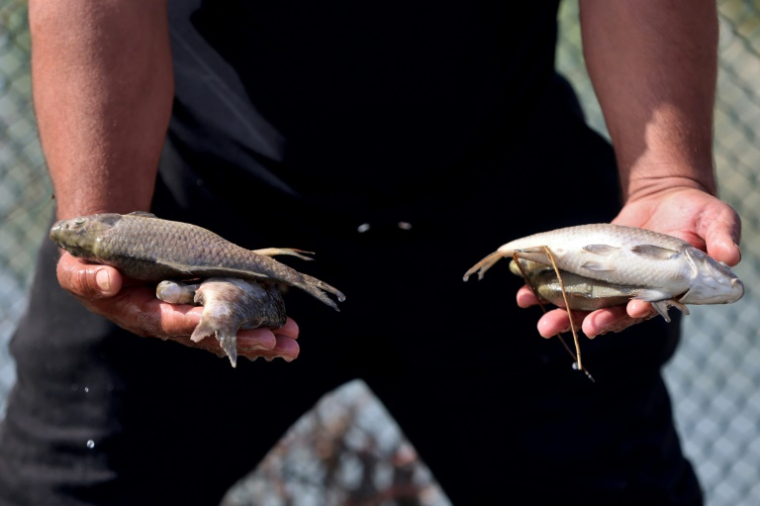 Un homme montre des poissons morts dans une pisciculture de la ville de Zubaydiyah, au sud-est de Bagdad, le 14 avril 2026 ( AFP / AHMAD AL-RUBAYE )