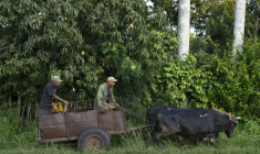 Des agriculteurs circulent en charrette à bœufs dans une rue de Bauta, dans la province d'Artemisa, le 27 juin 2026 à Cuba ( AFP / Pablo PORCIUNCULA )