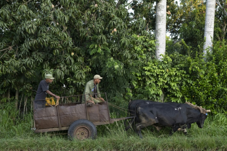 Des agriculteurs circulent en charrette à bœufs dans une rue de Bauta, dans la province d'Artemisa, le 27 juin 2026 à Cuba ( AFP / Pablo PORCIUNCULA )