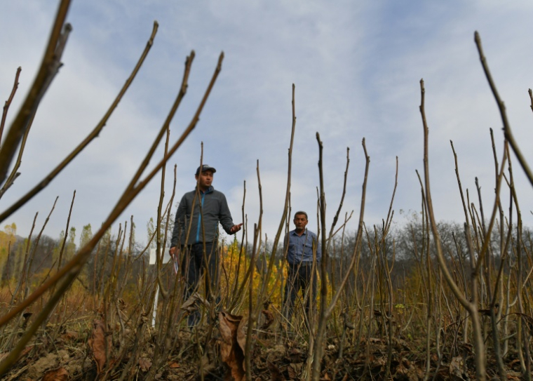 Pépinière à Arslanbob, au Kirghizstan, le 22 octobre 2025 ( AFP / VYACHESLAV OSELEDKO )