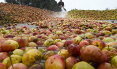 Un agriculteur à La Chapelle-Huon, le 23 octobre 2019. (illustration) ( AFP / JEAN-FRANCOIS MONIER )